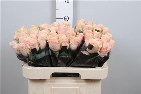 Rosa grootbloemig Harmony in Peach