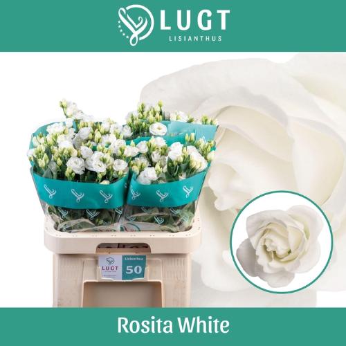 Eustoma russellianum gevuldbloemig 'Rosita White'