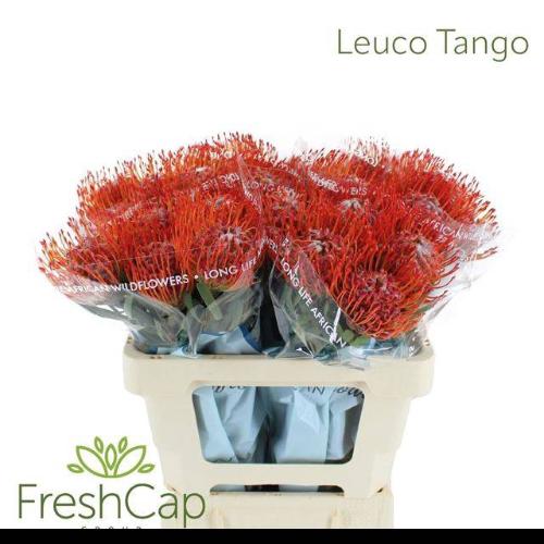 Leucospermum cordifolium 'Tango'
