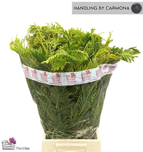 Acacia baileyana bloeiend per bos 'Purpurea'Dealbata Grp