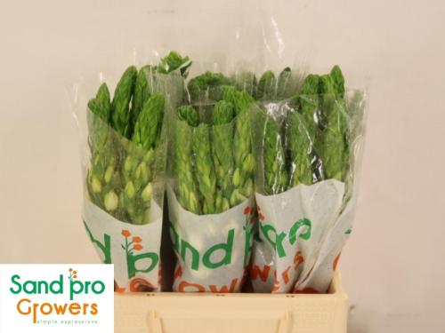 Ornithogalum thyrsoides 'Milky Way'