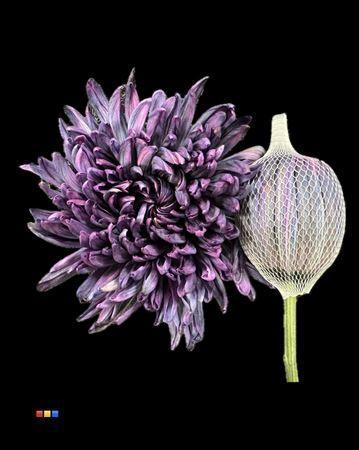 Chrysanthemum (Indicum Grp) geplozen Antonov kleurbehandeld H%