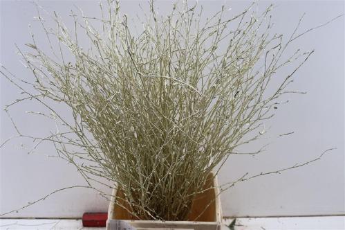 Betula kleurbehandeld H%