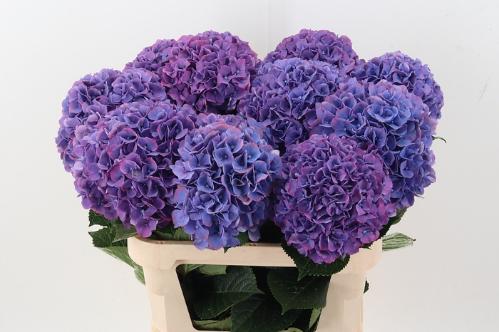 Hydrangea macrophylla Glowing Alps (paars)