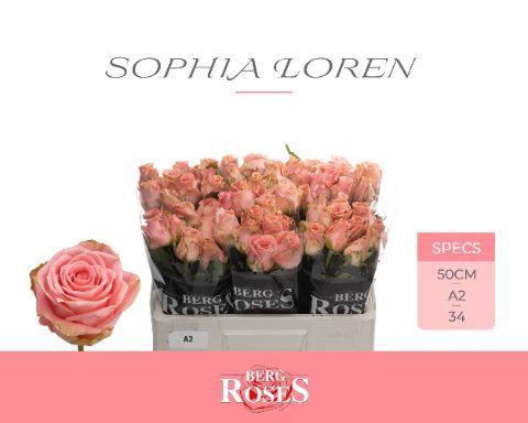 Rosa grootbloemig Sophia Loren