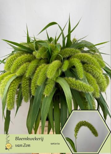 Setaria italica 'Volle Melk'