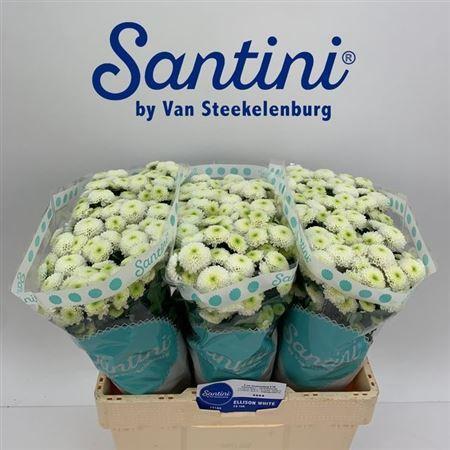 Chrysanthemum Indicum Grp tros santini 'Ferry'