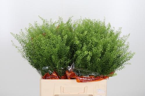 Thlaspi Green Bell