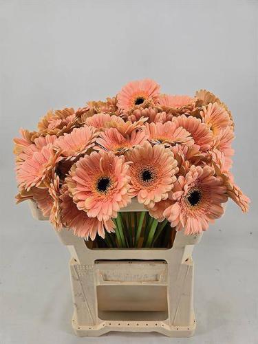 Gerbera mini Espresso