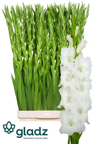 Gladiolus grootbloemig 'Nova Zembla'