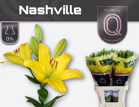 Lilium Longiflorum x Aziatische Grp 'Nashville'