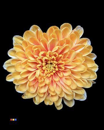Chrysanthemum Indicum Grp tros kas kleurbehandeld H%