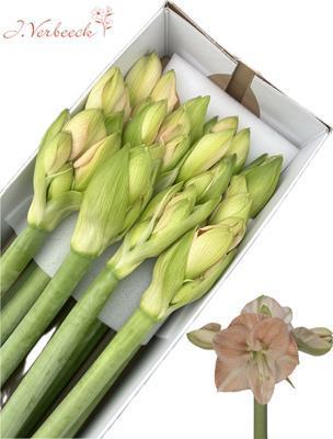 Hippeastrum Galaxy Grp 'Rosé'