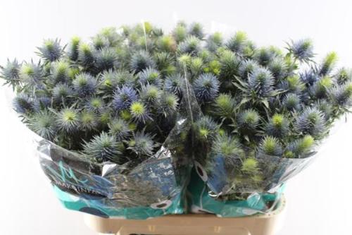 Eryngium Supernova Questar