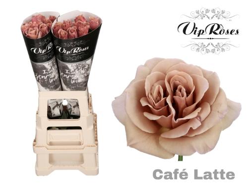 Rosa grootbloemig Café Latte