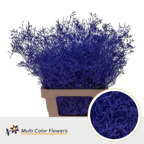 Limonium overig kleurbehandeld H%