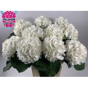 Hydrangea macrophylla 'Schneeball'