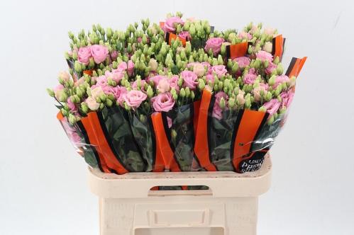 Eustoma russellianum gevuldbloemig 'Rosita Bright Pink'