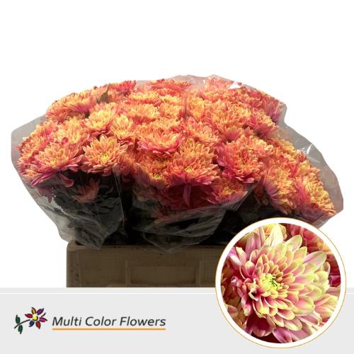 Chrysanthemum Indicum Grp tros kas kleurbehandeld H%
