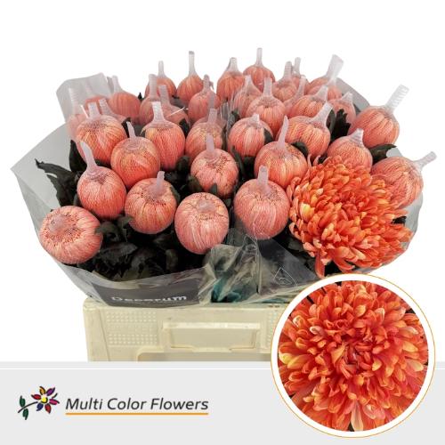 Chrysanthemum (Indicum Grp) geplozen Antonov kleurbehandeld H%
