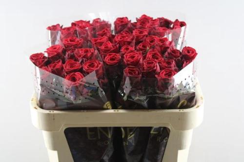 Rosa grootbloemig Red Naomi!