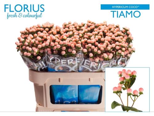 Hypericum androsaemum Coco Tiamo