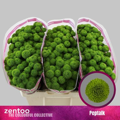 Chrysanthemum (Indicum Grp) tros santini AAA Peptalk