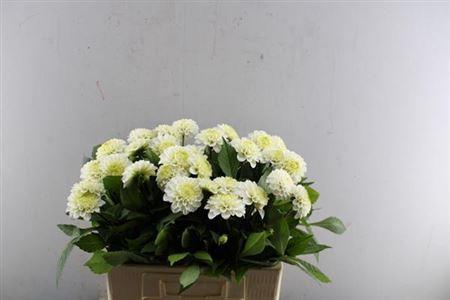 Dahlia (Ball Grp) 'Caro'