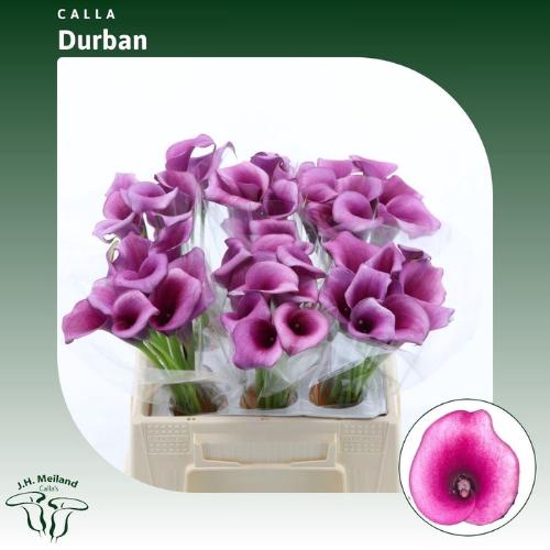 Zantedeschia 'Durban'