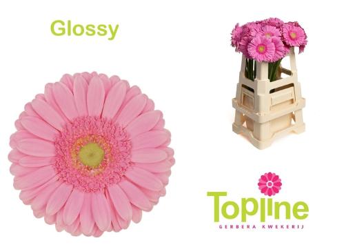 Gerbera grootbloemig Glossy