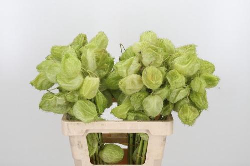 Siervruchten per tak Gomphocarpus fruticosus 'Moby Dick'