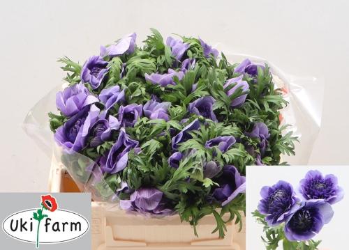 Anemone coronaria 'Levante Blu'