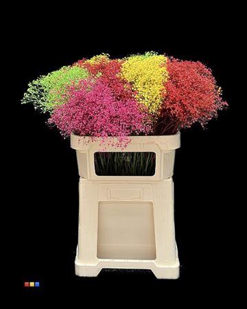 Gypsophila overig kleurbehandeld H%