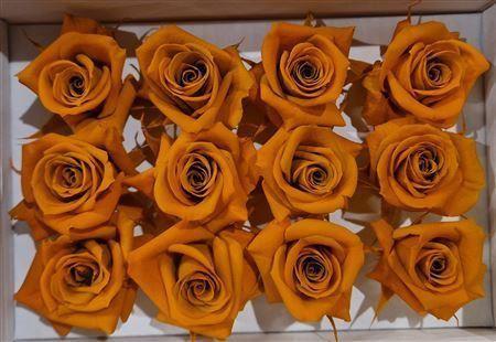 Rosa grootbloemig kleurbehandeld H%