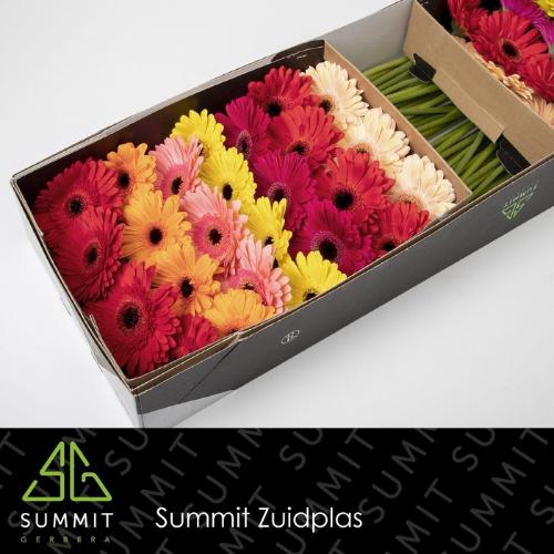 Gerbera grootbloemig gemengd op rij