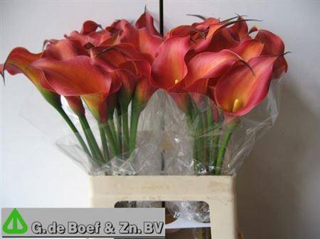 Zantedeschia overig