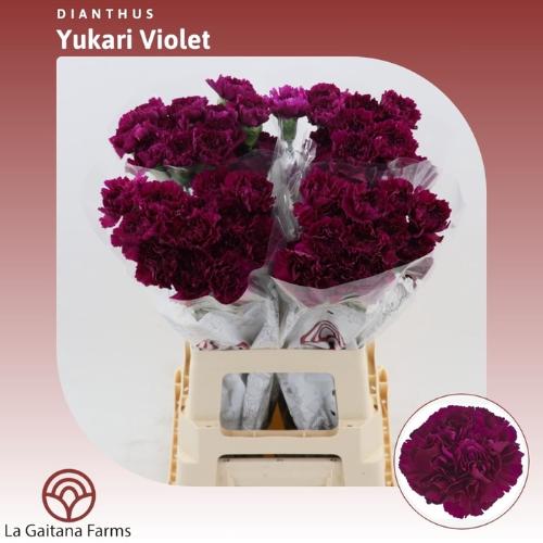 Dianthus standaard Yukari Violet
