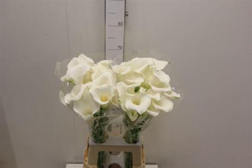 Zantedeschia Ivory Art