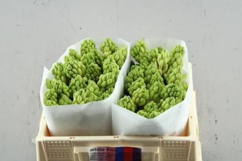 Hyacinthus orientalis 'White King'