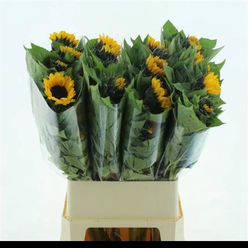 Helianthus annuus 'Vincent's Choice'
