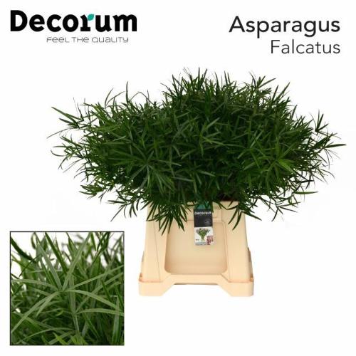 Asparagus falcatus