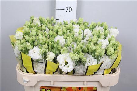 Eustoma russellianum gevuldbloemig 'Alissa Pure White'