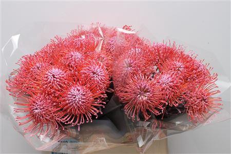 Leucospermum 'Naomi' kleurbehandeld H%
