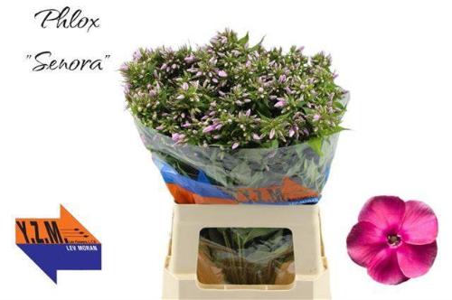 Phlox Paniculata Grp 'Cenura'