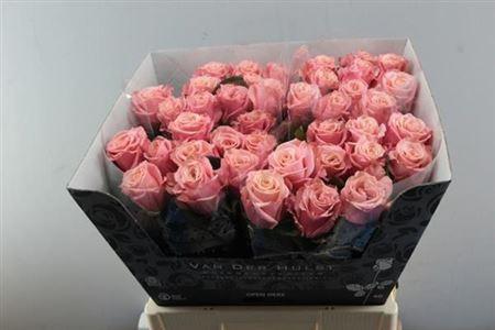 Rosa grootbloemig Adele