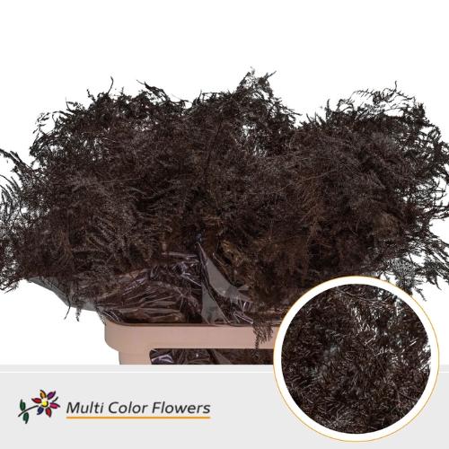 Asparagus overig kleurbehandeld H%