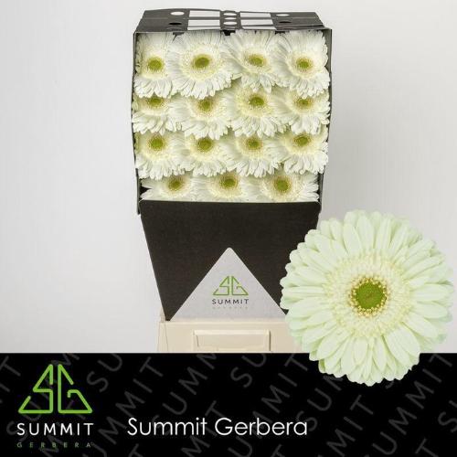 Gerbera grootbloemig Mint
