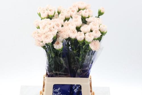 Dianthus standaard Brut