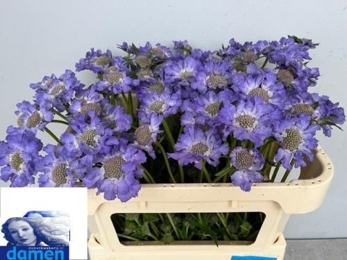 Scabiosa caucasica 'Staefa'