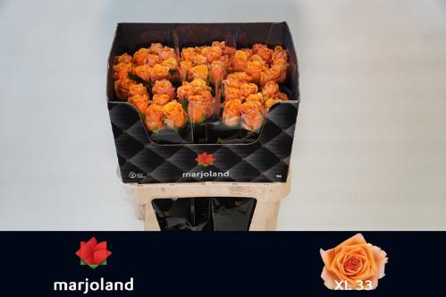 Rosa grootbloemig Novi!